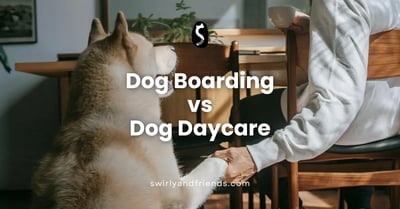 Dog Boarding and Dog Daycare: What's the Difference?