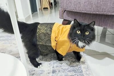 rsz_cat_in_hari_raya_costume
