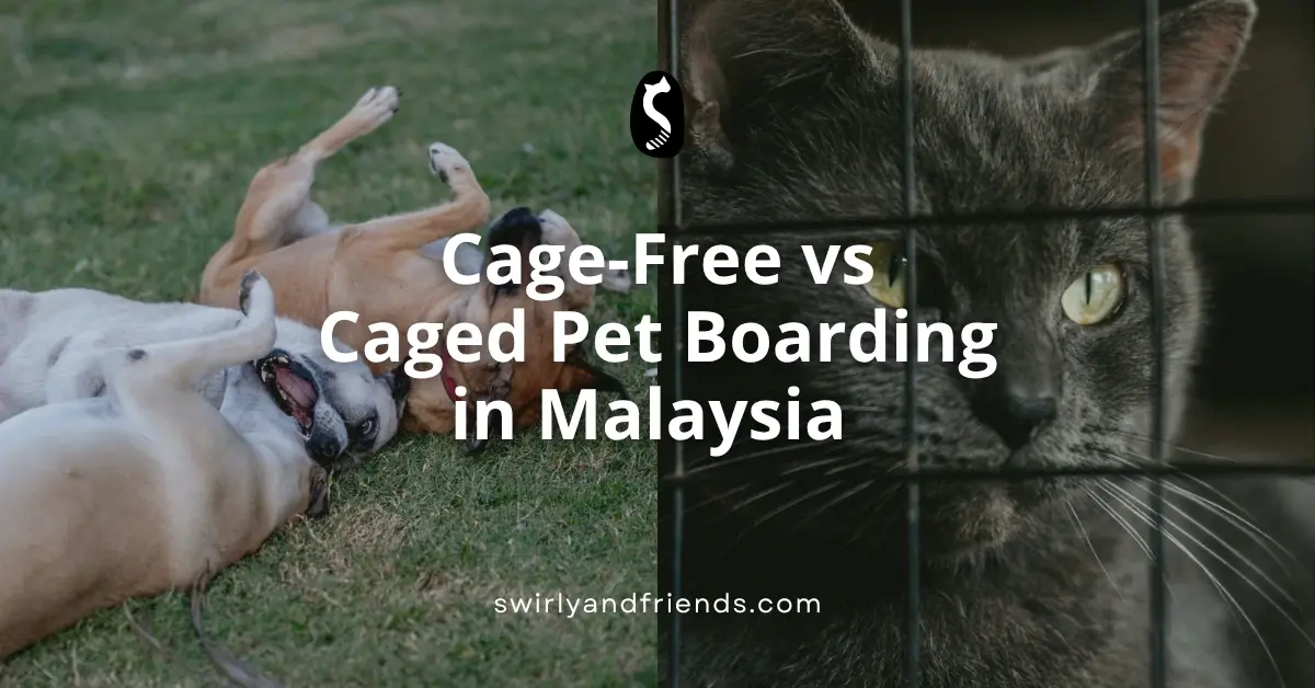 Cage-Free vs Caged Pet Boarding in Malaysia