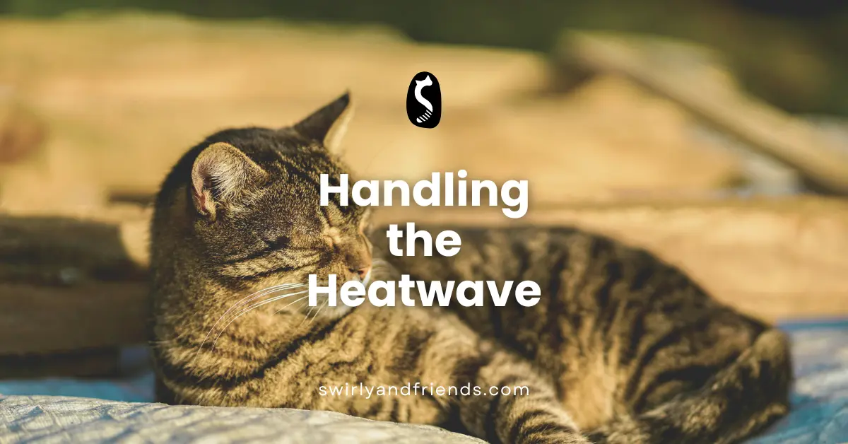 cat in sun handling the heatwave