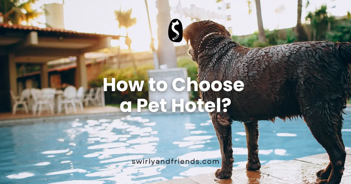 How to Choose a Pet Hotel