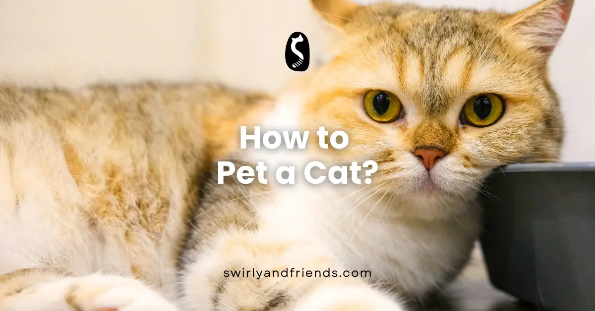 How to Pet a Cat