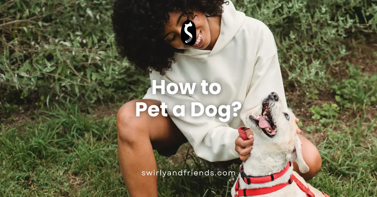 How to Pet a Dog