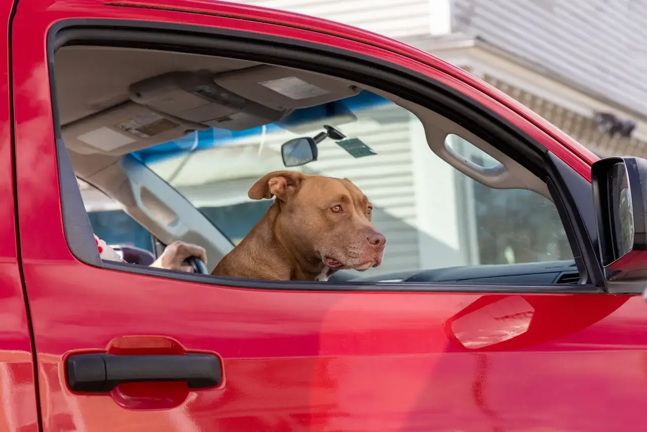 dog taxi