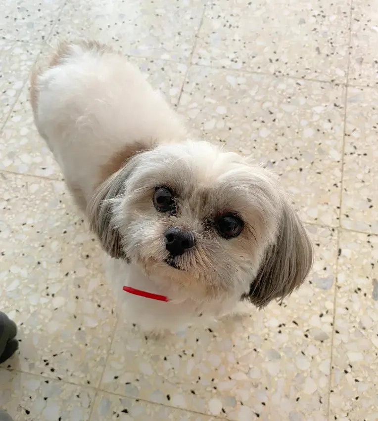 maple