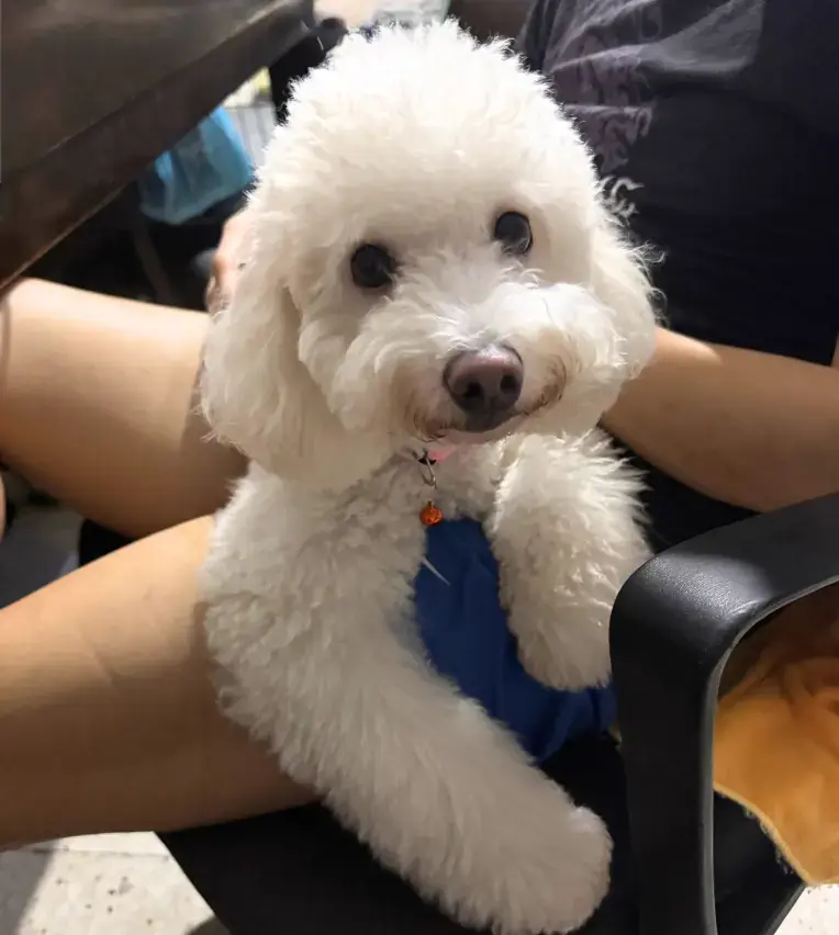 mochi